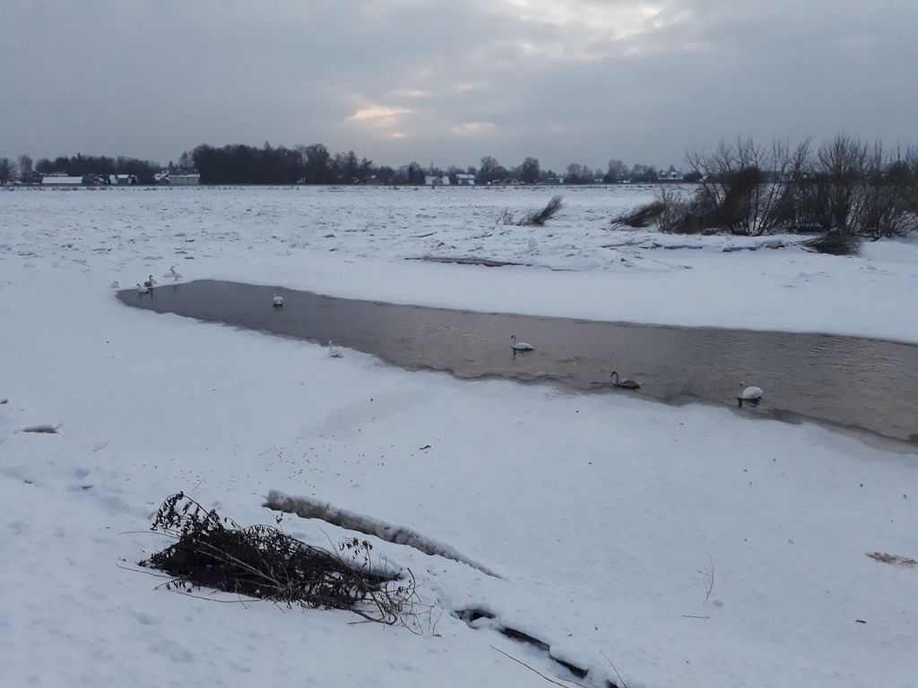 Uztraucās par gulbju, kas ziemo pie Krustpils saliņas, likteni (FOTO)