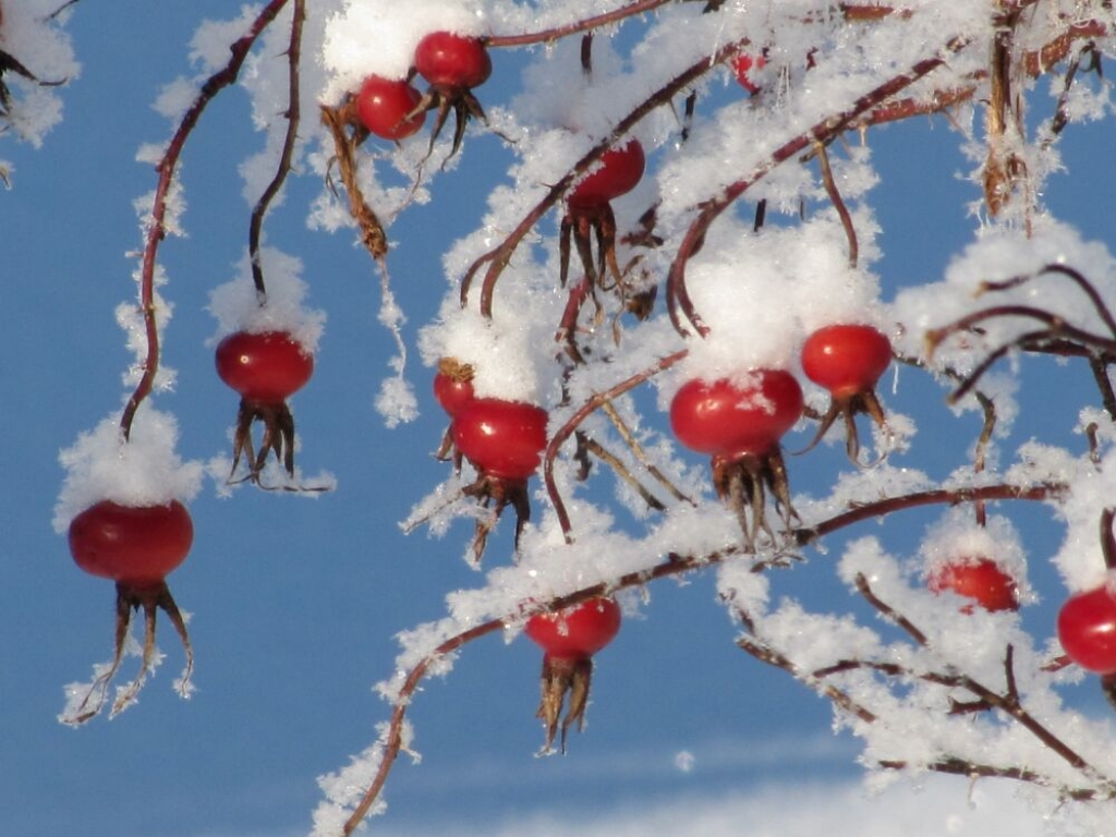 Kāds laiks gaidāms decembrī - Vilku, Svētku un Ziemas mēnesī