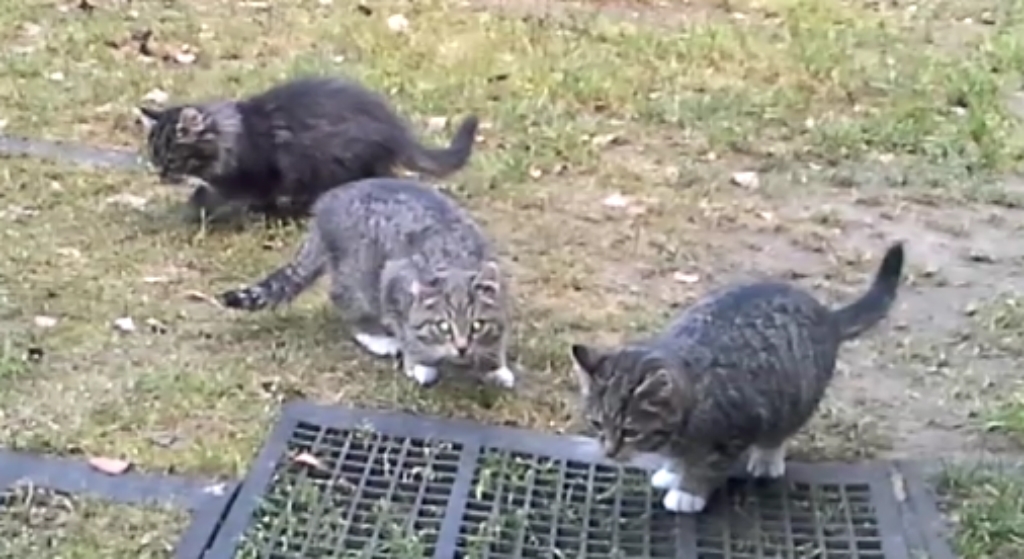 Trīs jauki kaķēni meklē mājas