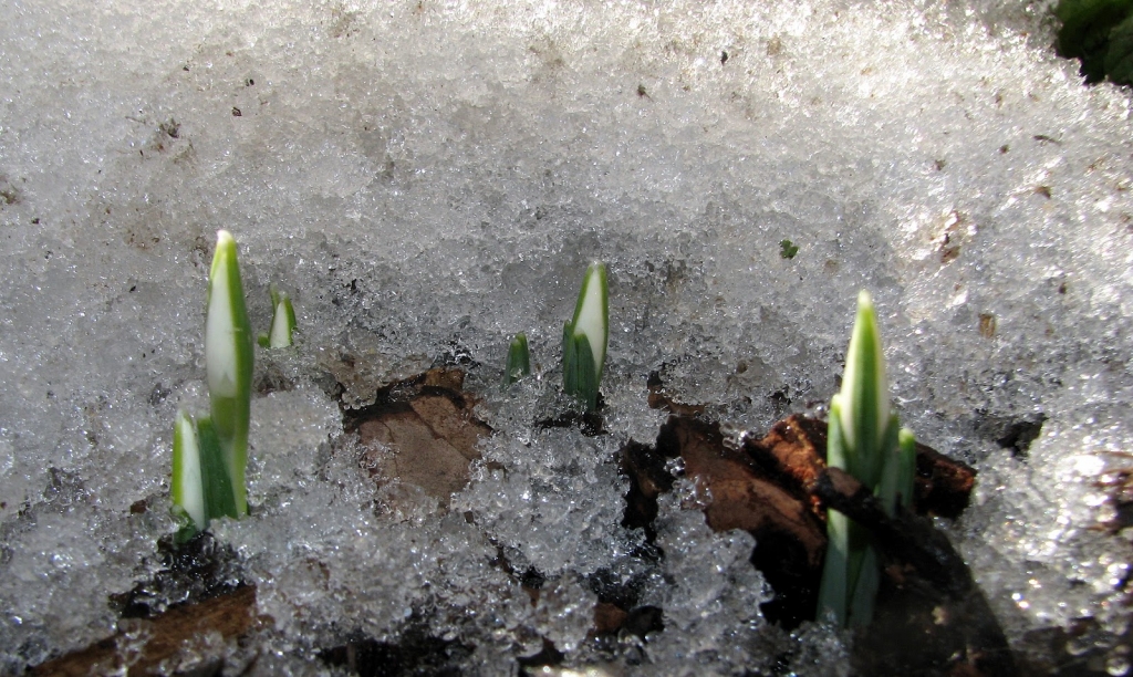 Kādu laiku prognozē martā – Sērsnu un Pavasara mēnesī