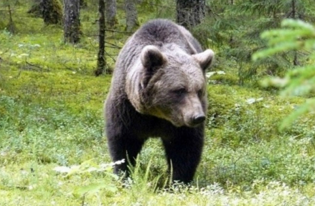 Uzmanību! Jēkabpils mežaparkā manīts lācis