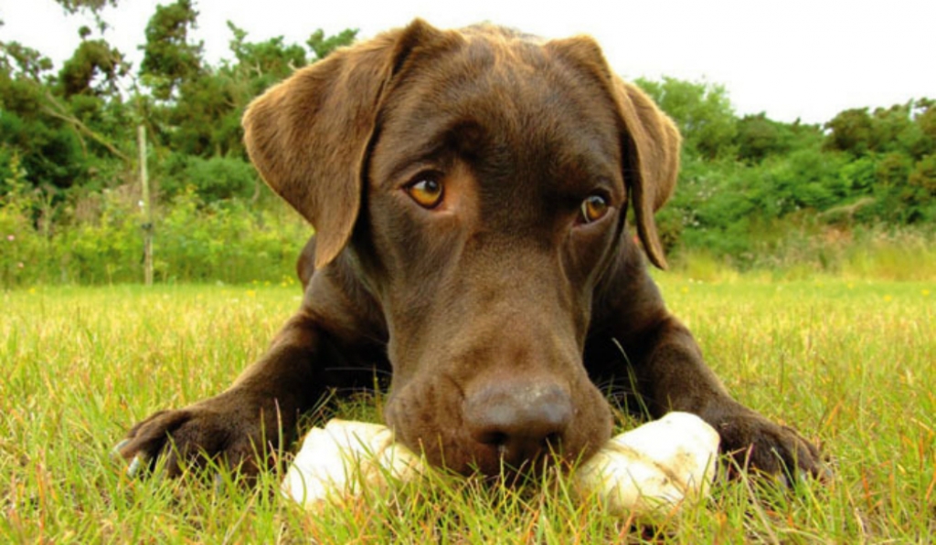 Veterinārārsti brīdina par ļoti bīstamas suņu slimības uzliesmojumu