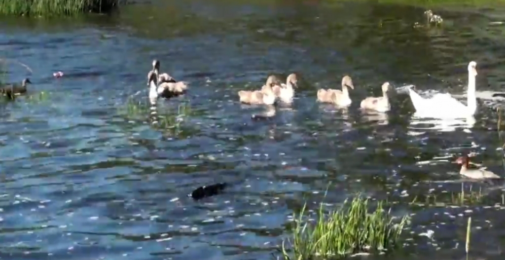 Video: Gulbju ģimenīte Daugavā