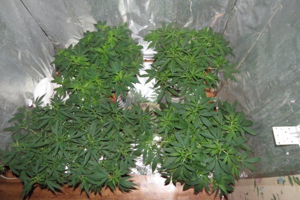 Preiļos likvidē nelikumīgu marihuānas audzētavu