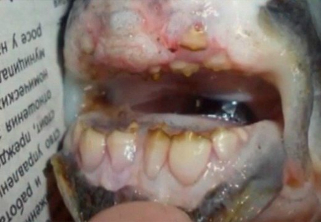 Krievijā noķerta piranja ar cilvēka zobiem