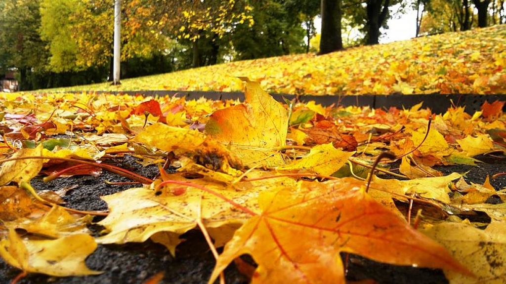 Zelta rudens šogad var būt īpaši krāšņs