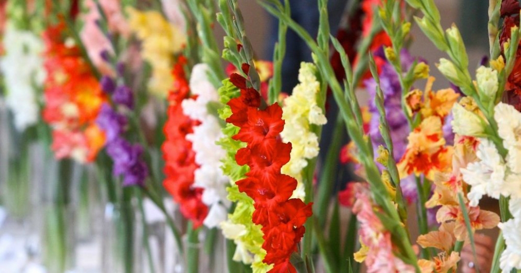 Krustpils pilī būs skatāma gladiolu ziedu izstāde