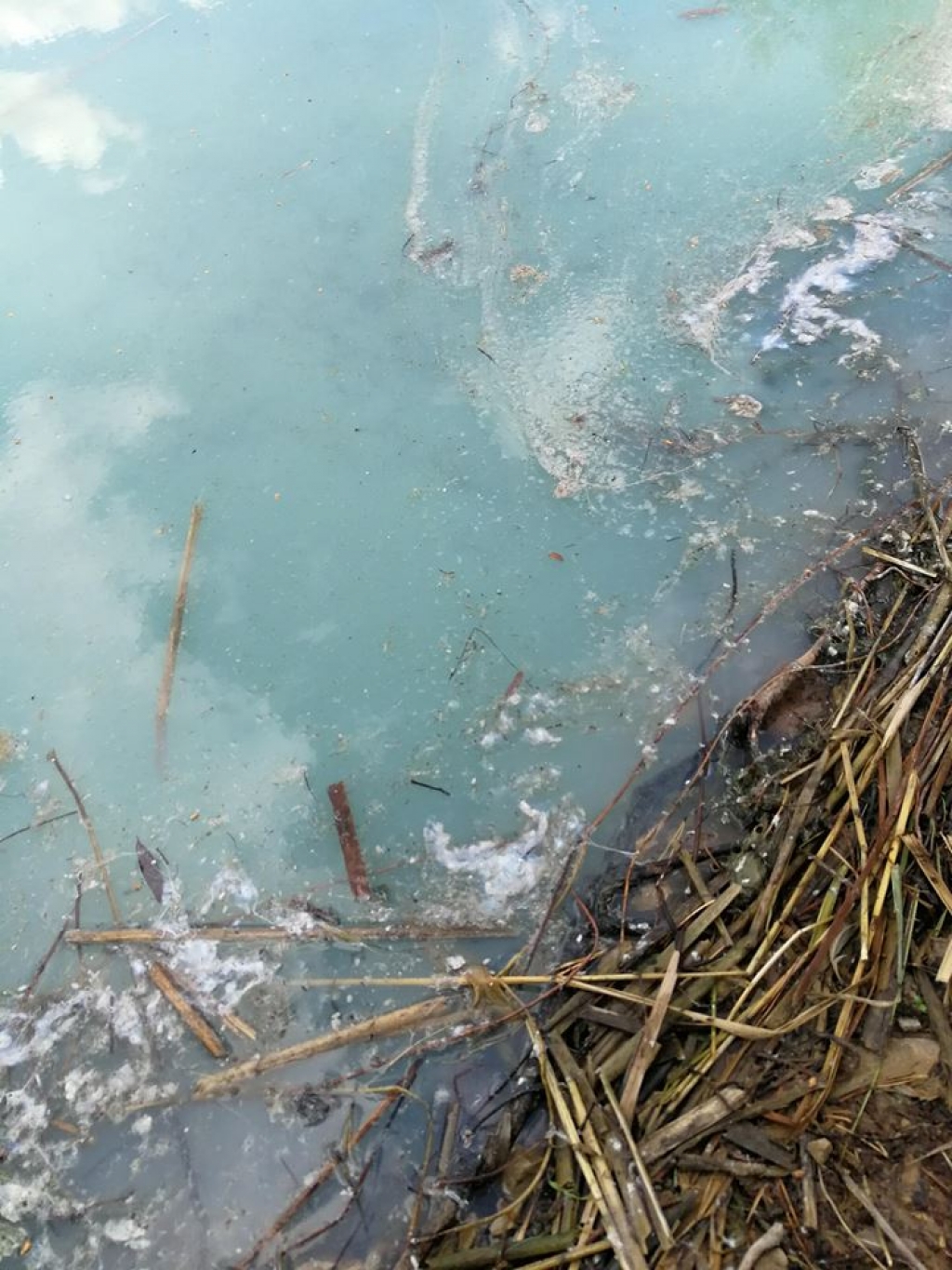Iedzīvotāji uztraucas vai Radžu ūdenskrātuvē ziedošās zilaļģes nekaitē peldētāju veselībai