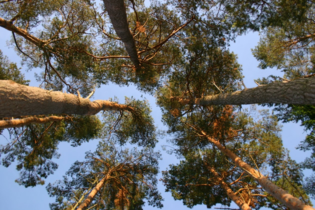 Par šā gada koku izvēlēta parastā priede "Pinus sylvestris"