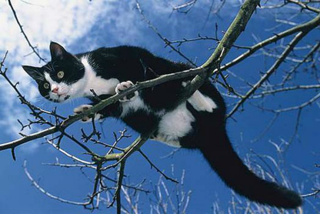 Jēkabpils glābēji nocēļ kaķi no 12 metru augsta koka