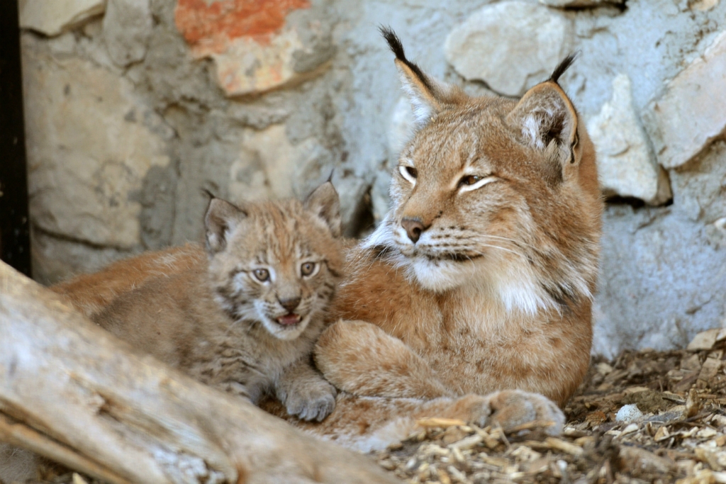 Aicina apmeklēt Rīgas Zoo un Jēkabpils lūšu ģimeni