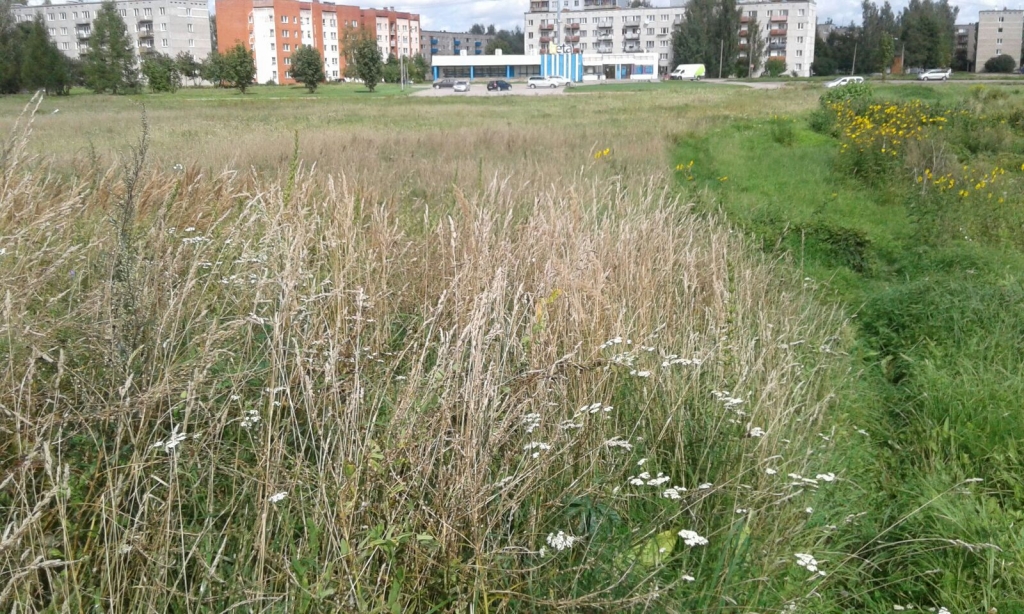 Aculiecinieks: Jēkabpils centrā plešas hektāriem lielas nepļautas un nesakoptas platības (FOTO)