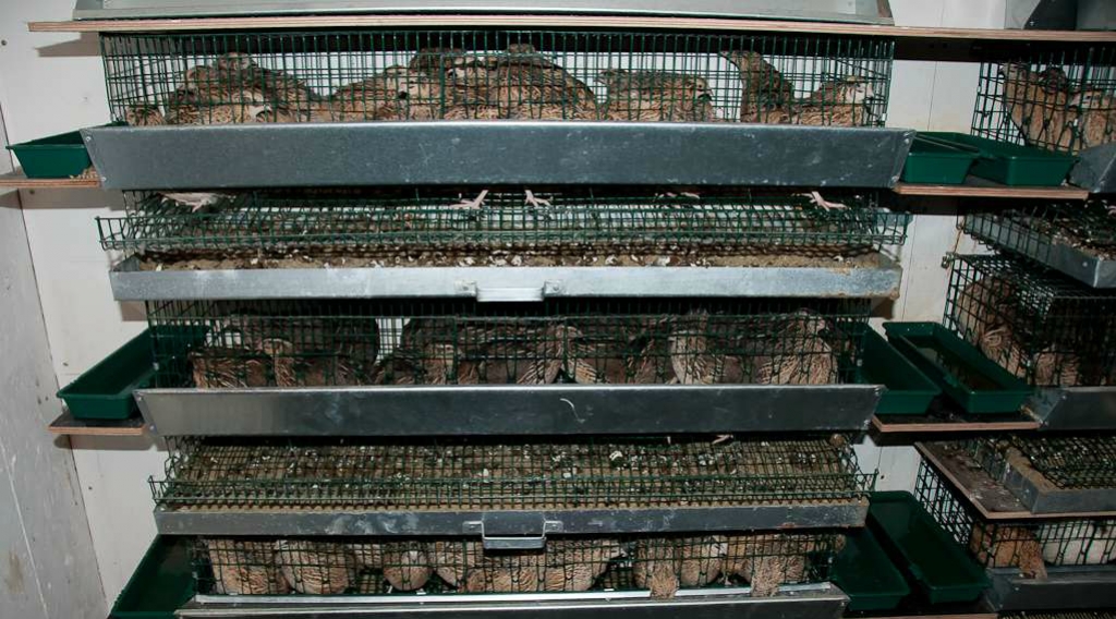 Ugunsgrēkā Līvānos gājušas bojā 30 paipalas