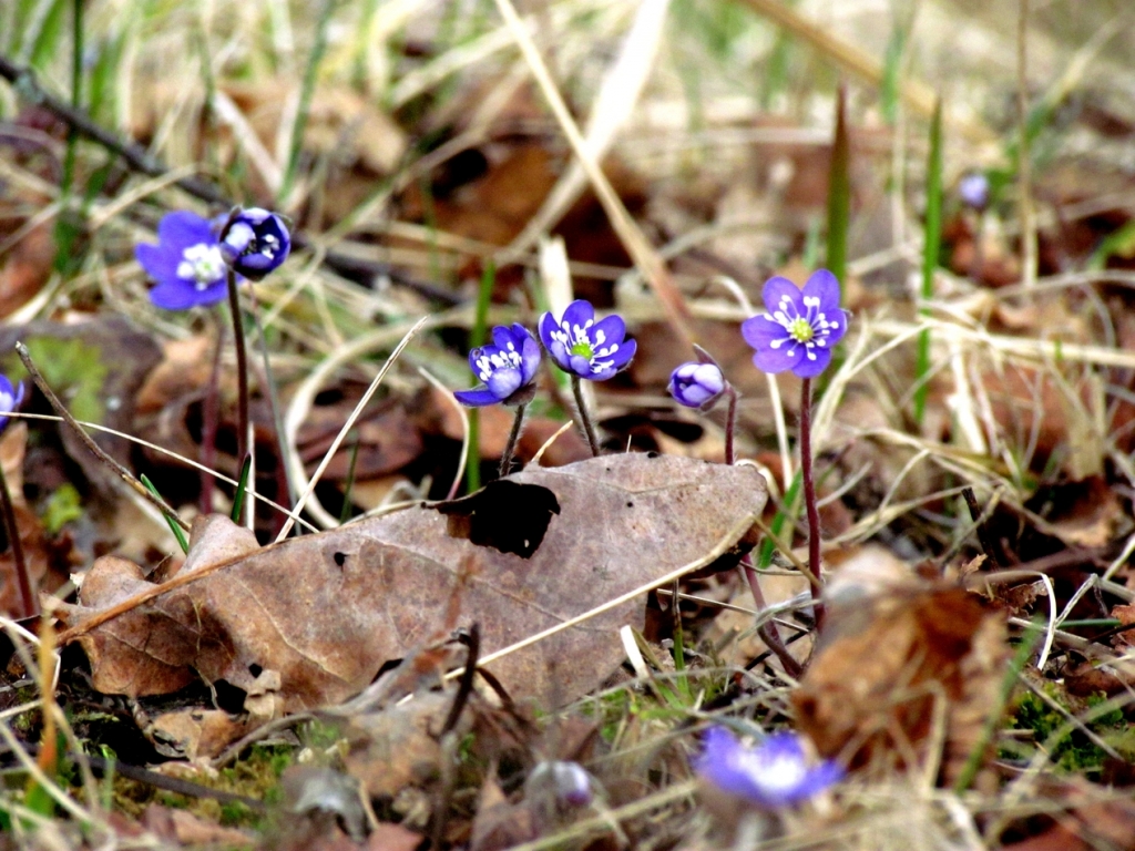 Janvāra sākumā Latvijā tek kļavu sulas, zied puķes un lido dzērves