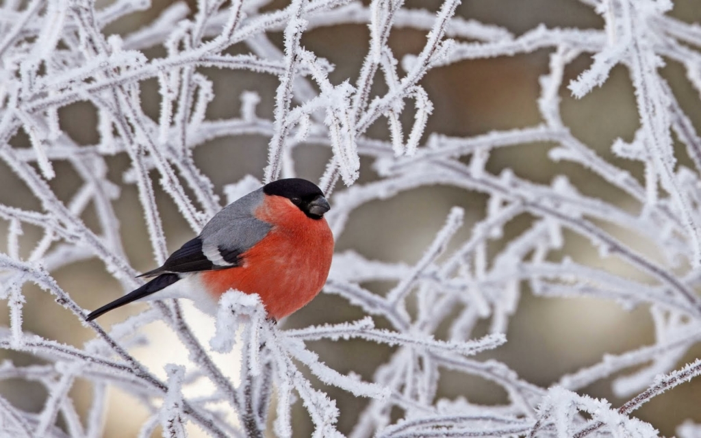 Janvāri - Ziemas un Jaungada mēnesi prognozē siltāku kā parasti