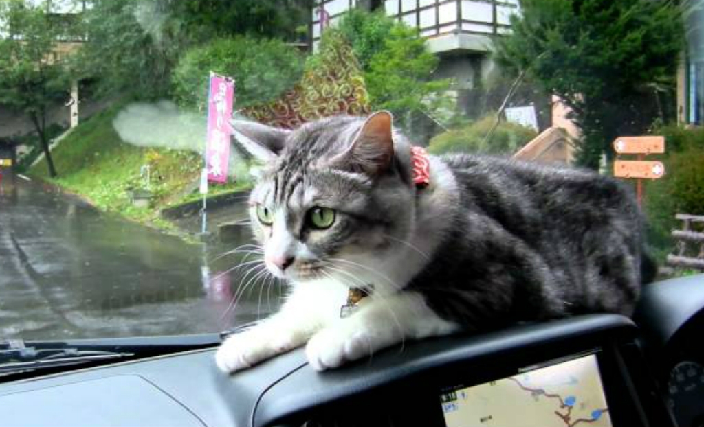 Kaķis un auto logu tīrītāju slotiņas (VIDEO)