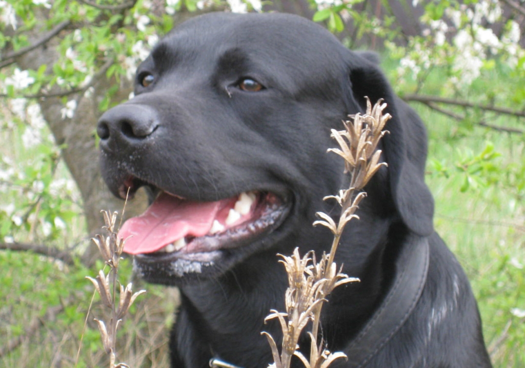 Pie Pļaviņām pazudis labradors