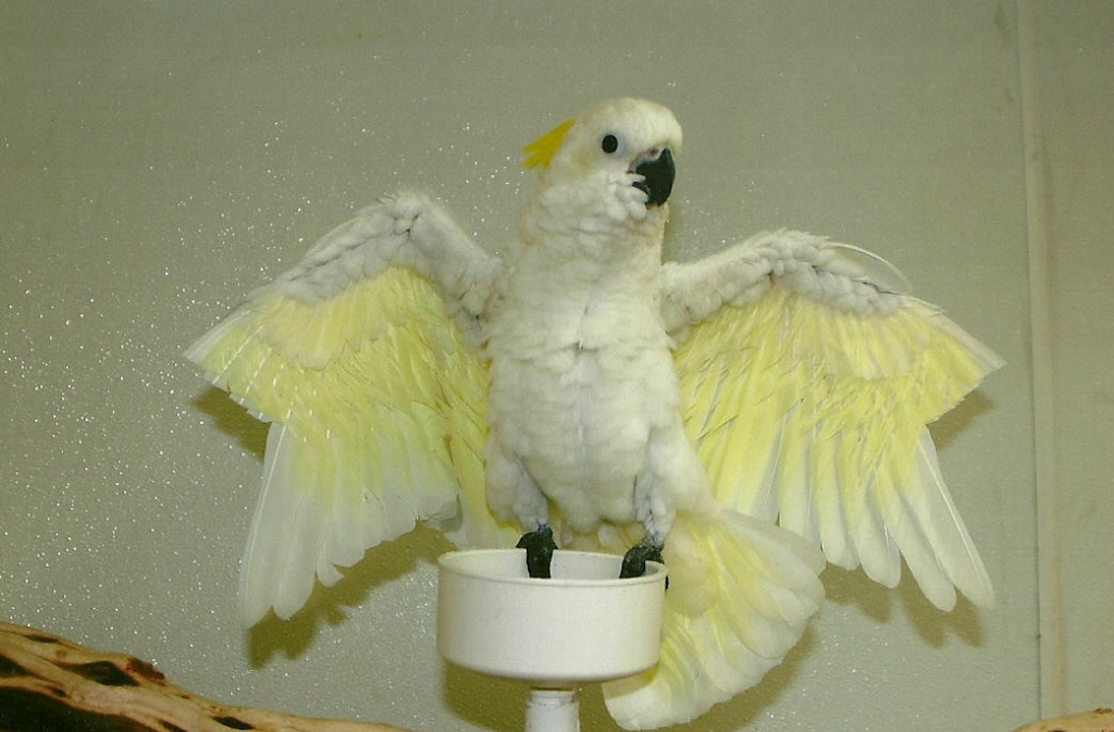 Pazudis Corella šķirnes papagailis