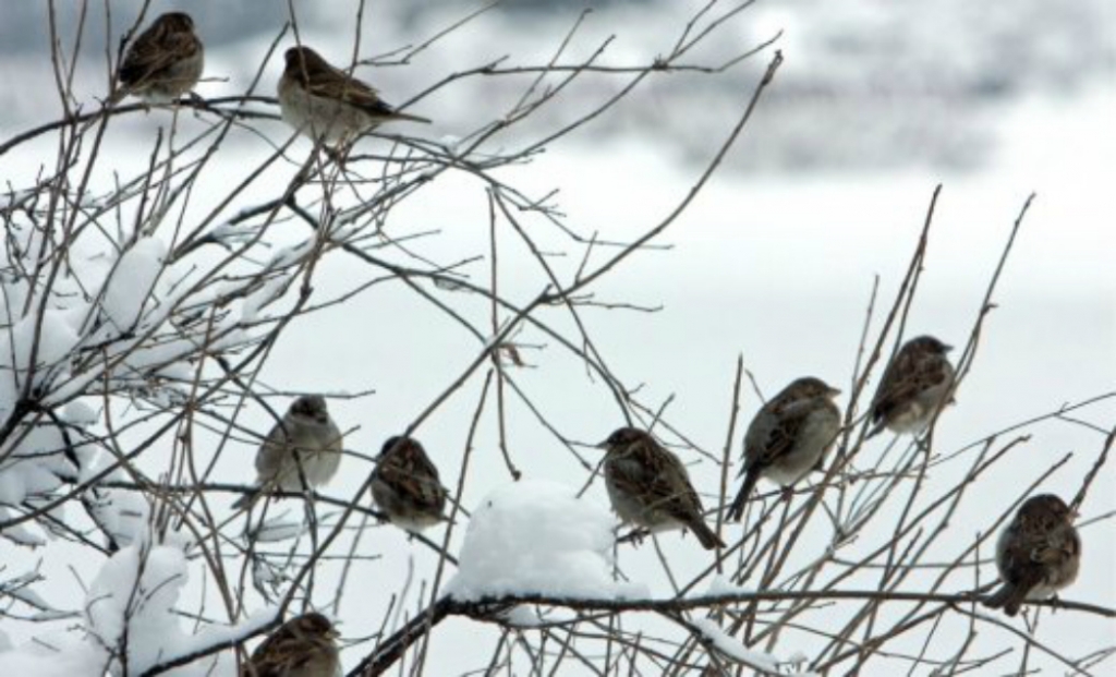 Šīs nedēļas pirmajā pusē aukstumu pastiprinās vējš