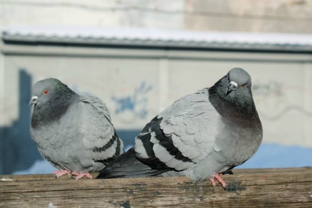 Aukstuma dēļ šonedēļ nedrīkst kavēties ar apkures pieslēgšanu