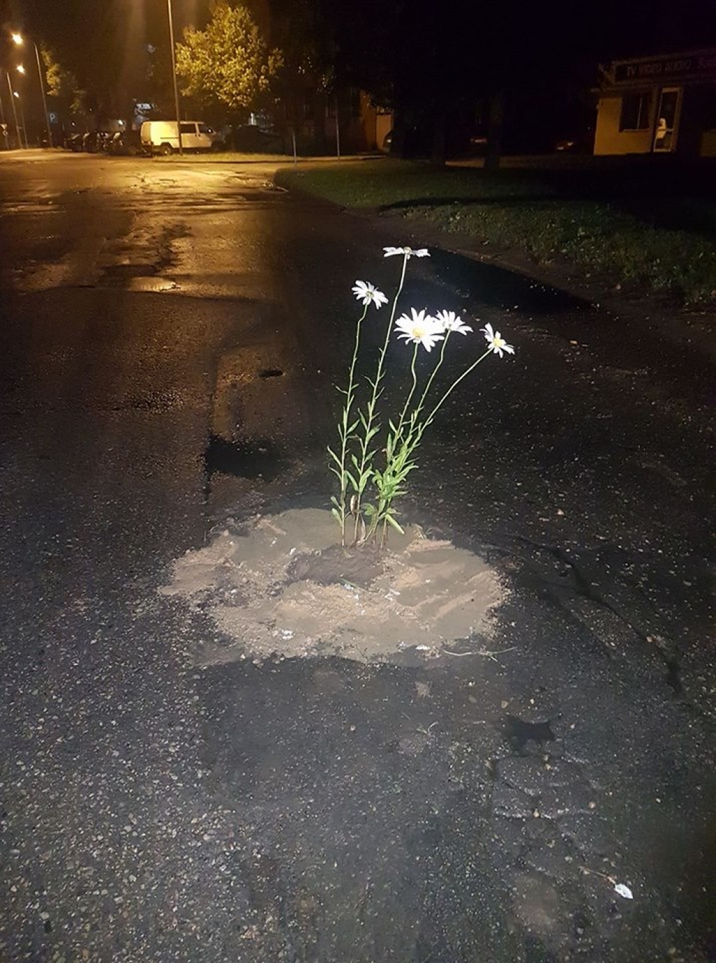 Jēkabpils autobraucēji, iestādot puķes Draudzības alejas bedrēs, paātrina bedrīšu remontu (FOTO)