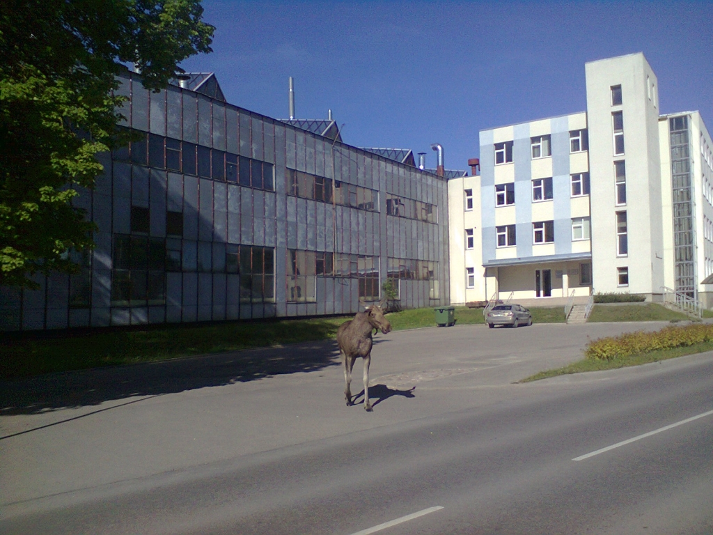 Aculiecinieka FOTO: Jēkabpils centrā klaiņo alnis