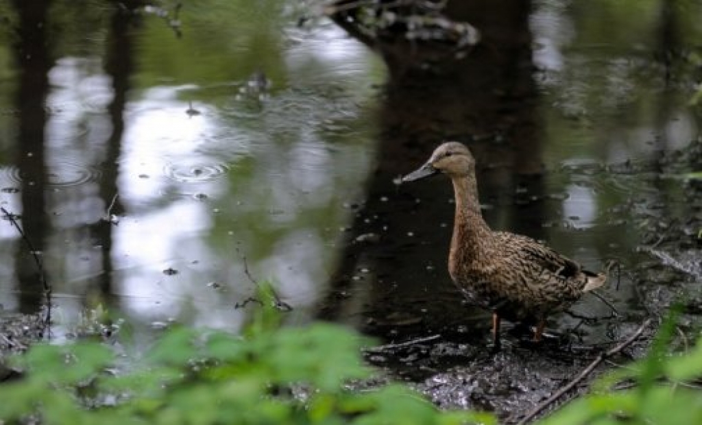 Nākamās nedēļas sākumā valsts lielākajā daļā īslaicīgi līs