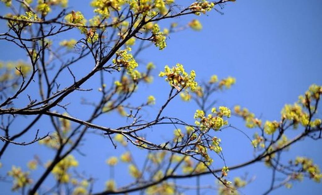 Gaisa temperatūra sasniegs 21 grādu