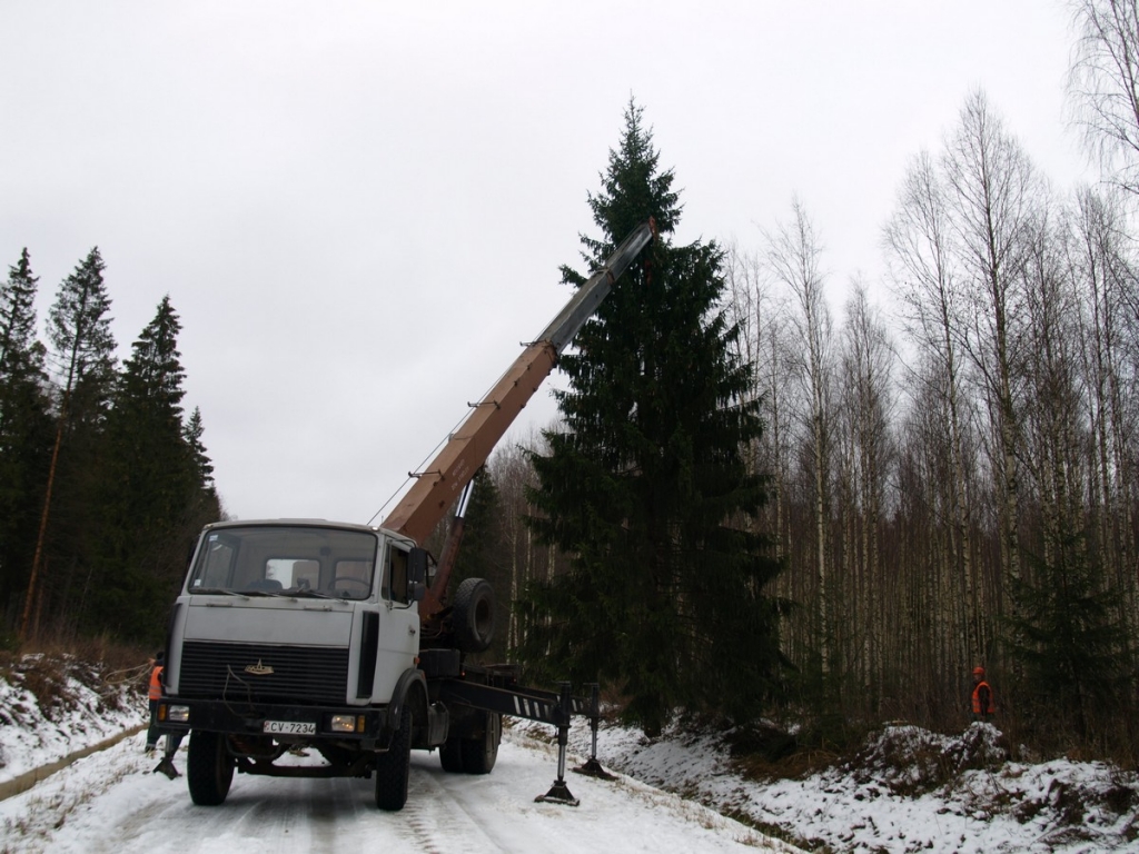 Jēkabpils galveno egli izvēlas Ābeļu mežos (foto)