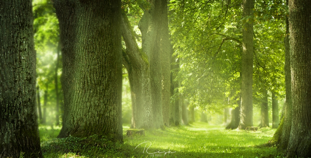 Apsekos dižkokus Preiļu pilsētas parkā