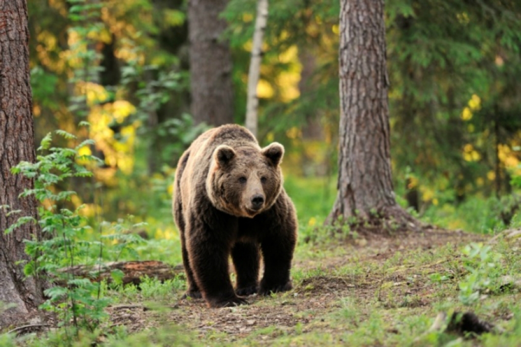 Latvijas mežos šogad manīti vismaz desmit lāči