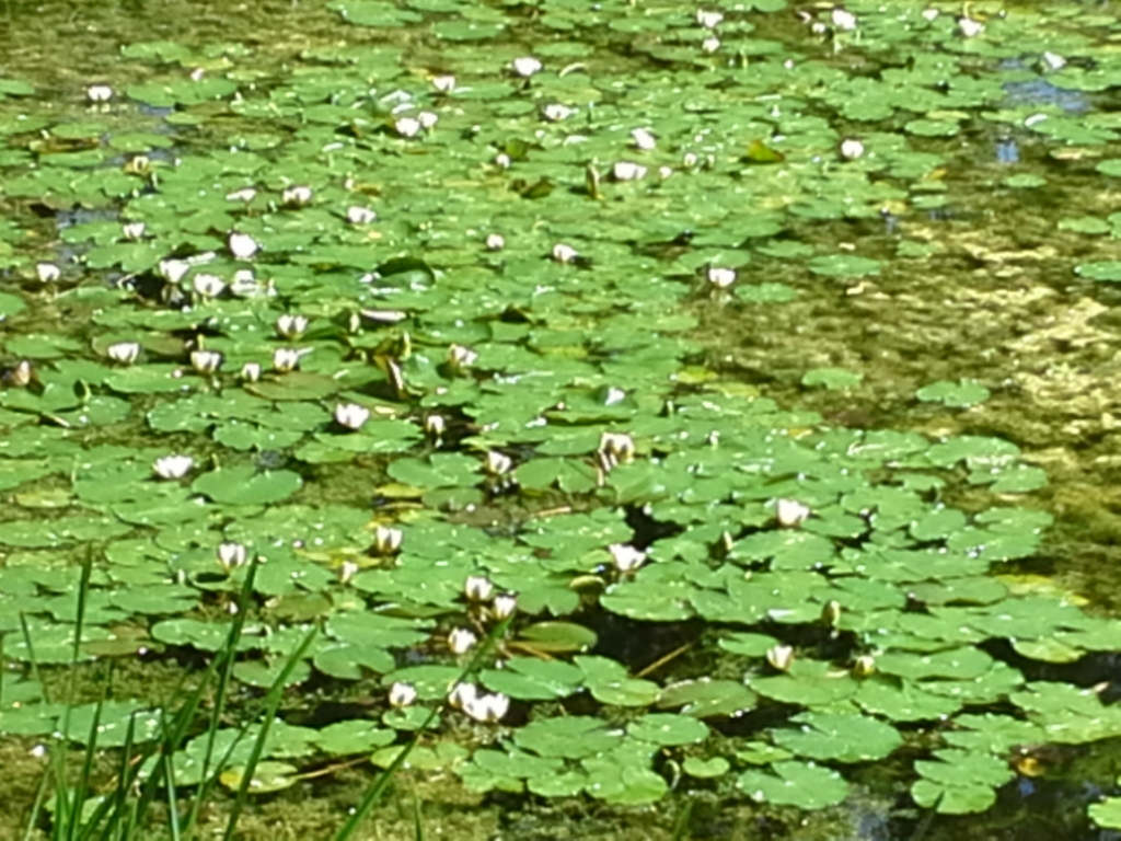 Kena parka dīķī krāšņi zied baltās ūdensrozes (FOTO)