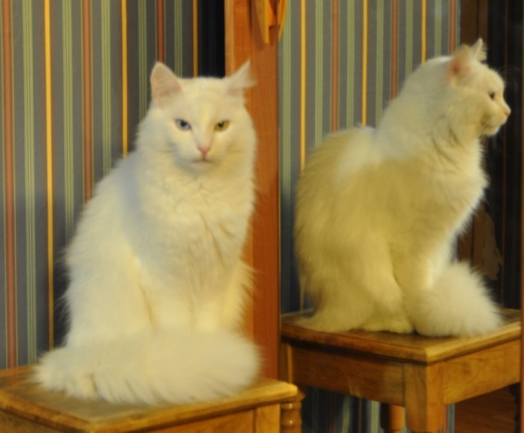 "Depo" apkārtnē pazudis balts kaķis