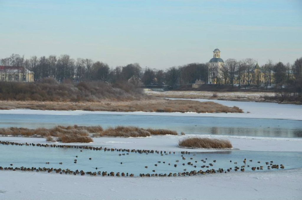 Daugavā pie Jēkabpils novērota pīļu kolonija (FOTO)