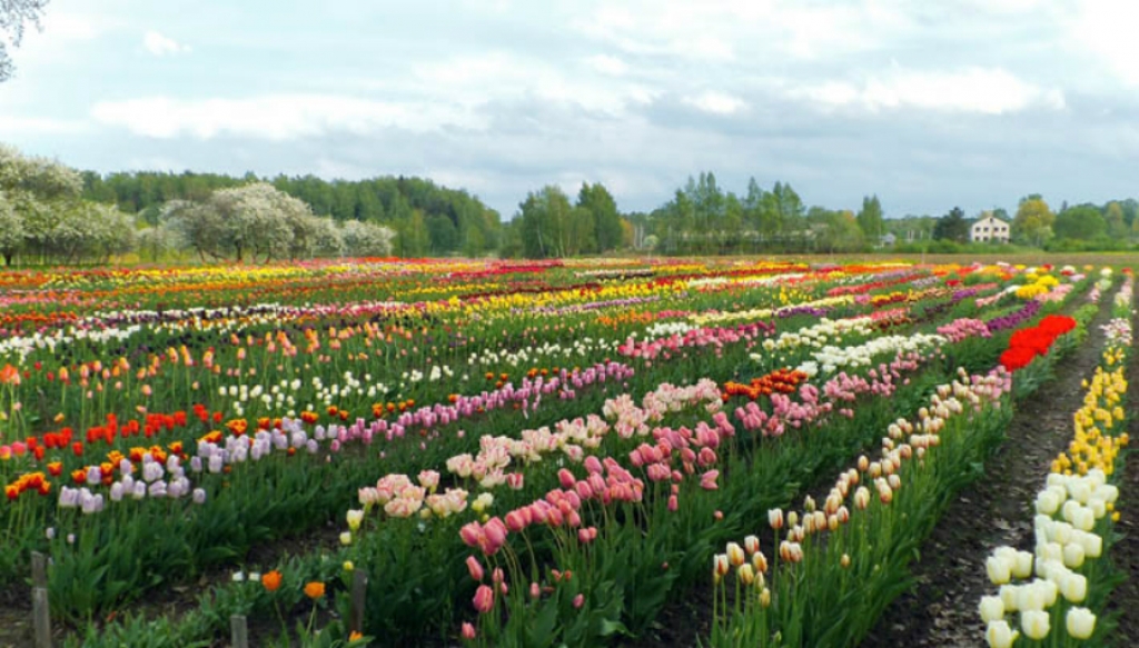 Krustpils pils iepazīstinās ar pavasara ziediem