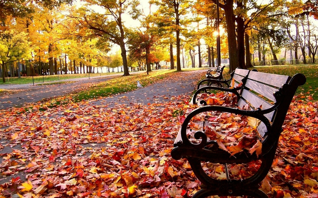 Zinātnieks noskaidrojis, kādēļ rudenī koku lapas maina krāsu un nobirst
