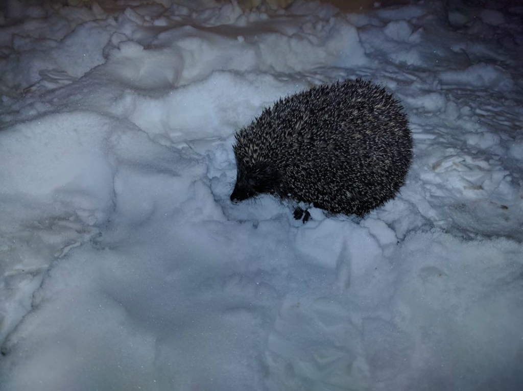 Aculieciniece: Jēkabpilī, Bebru ielas mikrorajonā Mārtiņdienas vakarā pa sniegu bradā ezis (FOTO)