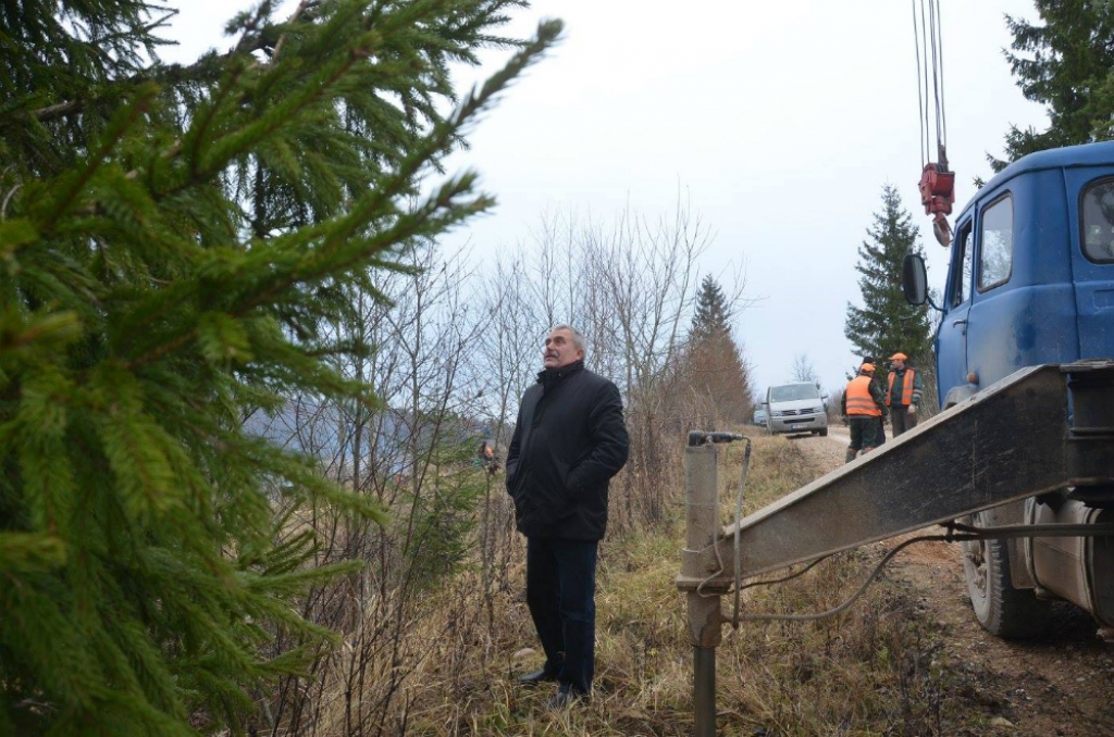 Jēkabpili rotā 41 gadu veca un vairāk nekā 15 metru augsta egle (FOTO)