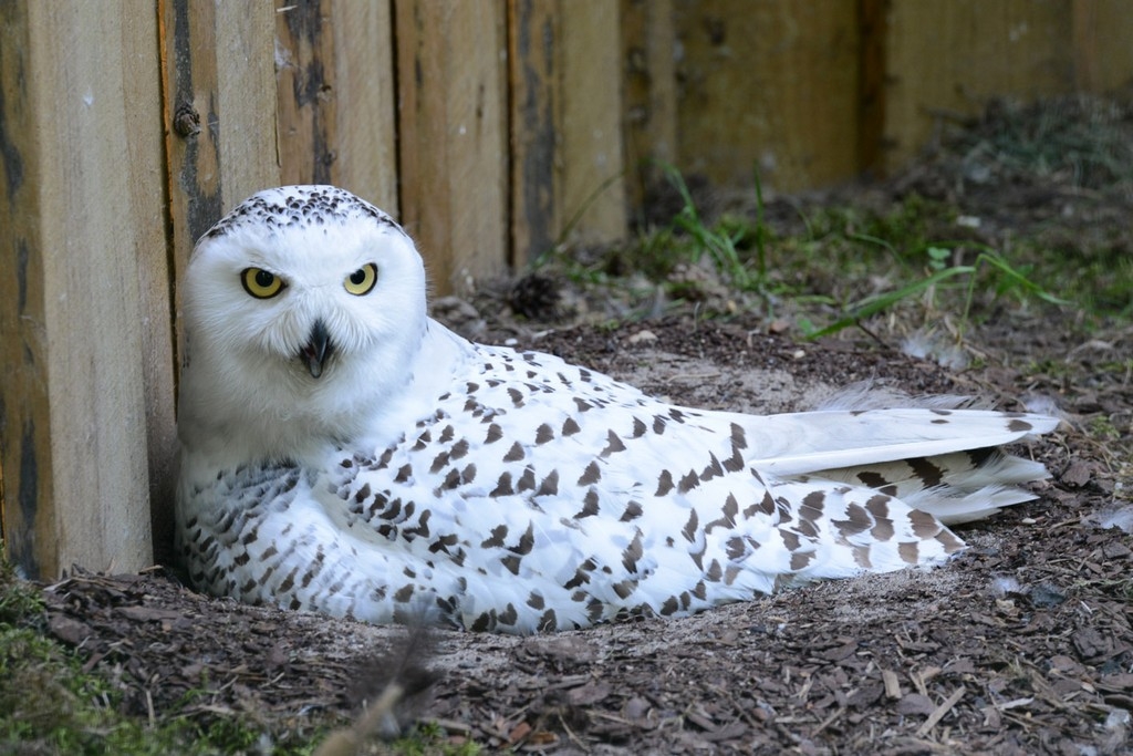 Jaunumi Rīgas ZOO un zoodārza filiālē “Cīruļi”