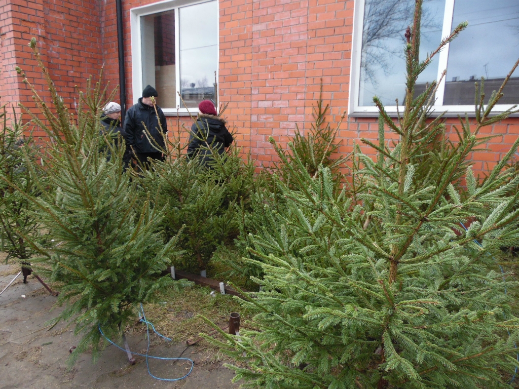 Jēkabpils tirgū norit Ziemassvētku eglīšu tirdzniecība (FOTO)