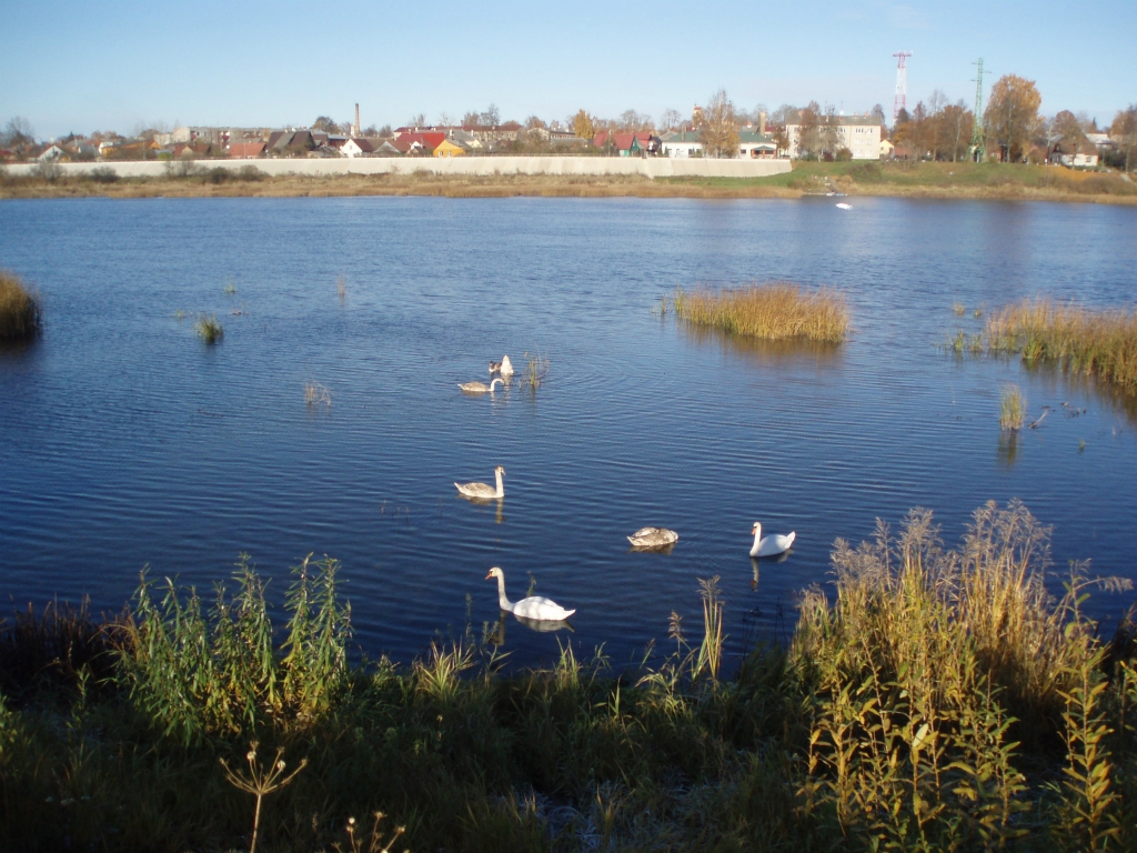 Aculiecinieka foto: Gulbji Daugavā un upes atspulgi