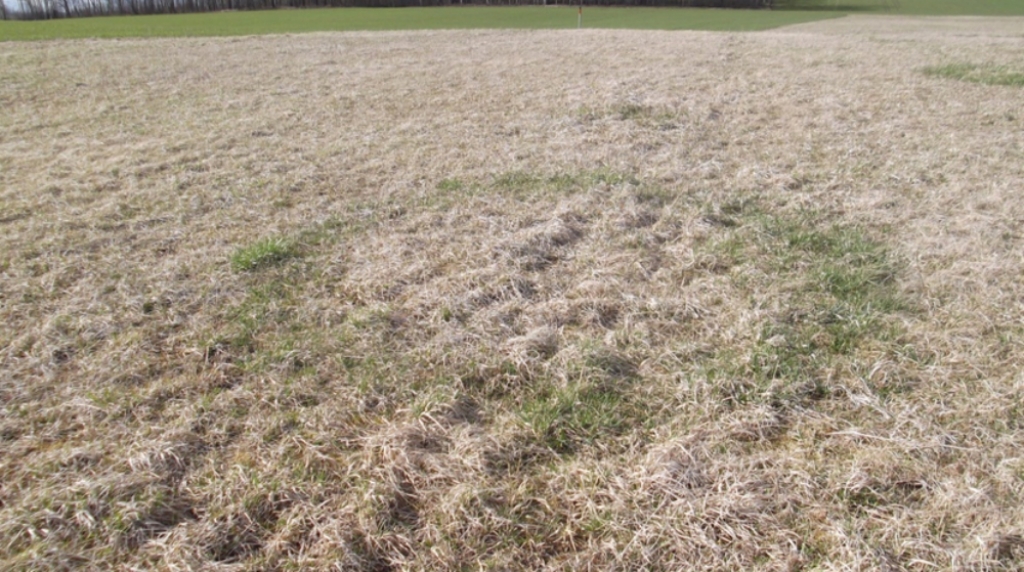 Aculiecinieks: Variešu pagasta Spruktos pļavā parādījušies neparasti zāles apļi (FOTO)