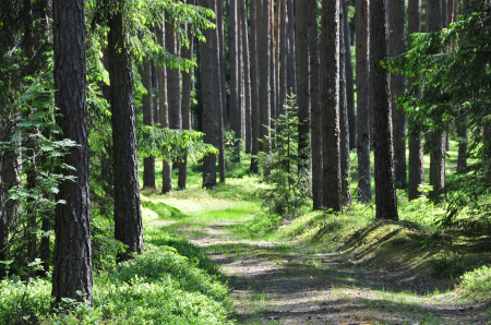 Jēkabpilī aicina uz bezmaksas semināru: Moderns meža īpašnieks: kā pelnīt ilgtspējīgi