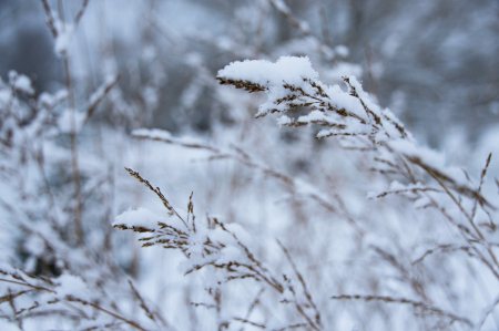 Cik balti būs Ziemassvētki un kāds laiks gaidāms decembrī - Vilku, Ziemas un Svētku mēnesī? Dabas vērotāja prognozes