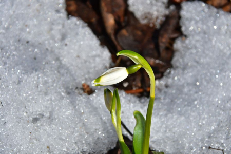 Latvijā sācies meteoroloģiskais pavasaris