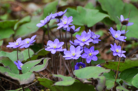 Šodien sākas astronomiskais pavasaris. Brīvdienas gaidāmas saulainas