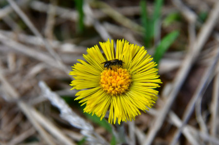 Šonedēļ saglabāsies pavasarīgs siltums, daždien ap 15 grādiem; pastiprināsies vēja brāzmas