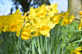 Kāds laiks gaidāms aprīlī - Sulu, Putnu un Ūdeņu mēnesī. Dabas vērotāja piezīmes