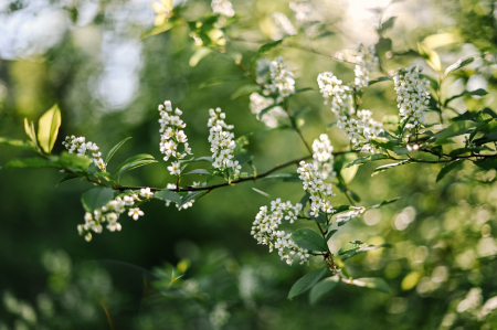 Maija sākumā iespējams vasarīgi silts laiks