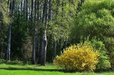 Maija otrajā pusē iestāsies meteoroloģiskā vasara